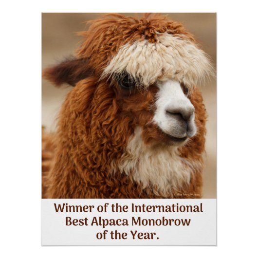 Best Alpaca Monobrow ポスター (正面)