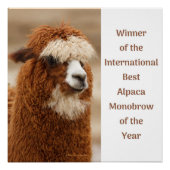Best Alpaca Monobrow ポスター (正面)