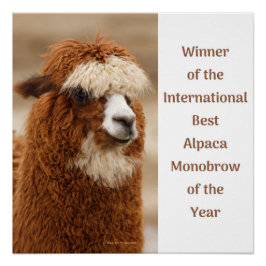 Best Alpaca Monobrow ポスター