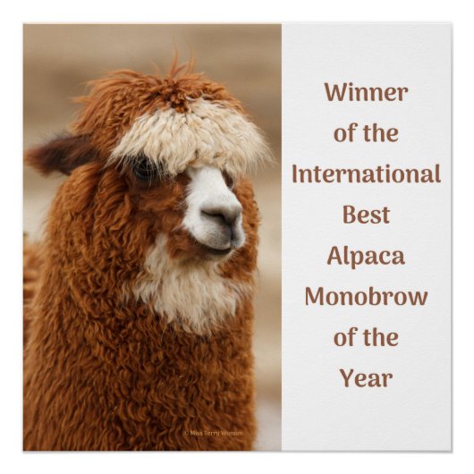 Best Alpaca Monobrow ポスター (正面)