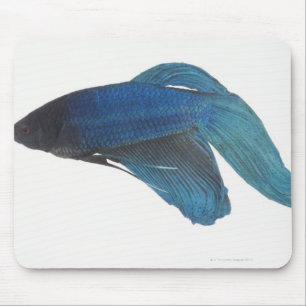 Bettaの魚かオスの青いシャムの戦いの魚 マウスパッド