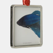 Bettaの魚かオスの青いシャムの戦いの魚 メタルオーナメント (右)