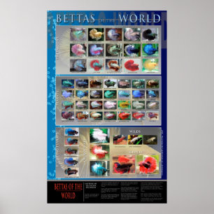 Bettaポスター ポスター