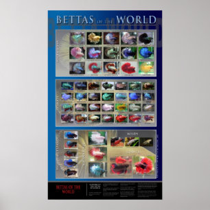 Bettaポスター ポスター