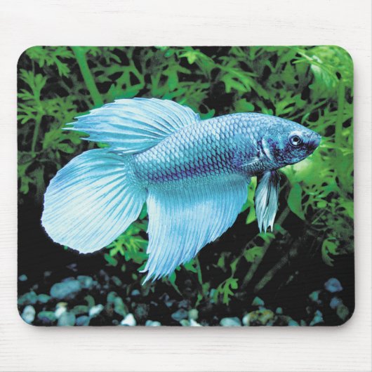 betta,cobalt blue マウスパッド (正面)