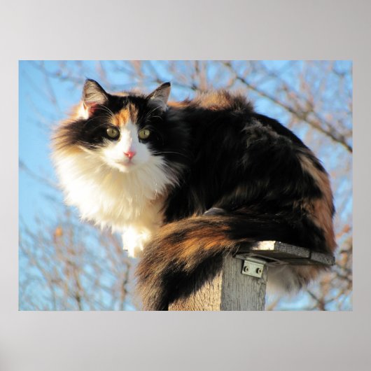 Better View Calico Cat Photo ポスター (正面)