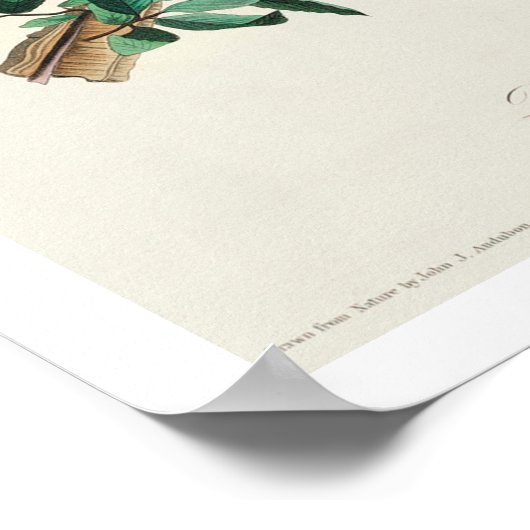 Bewick's Wren by Audubon Poster ポスター (角)