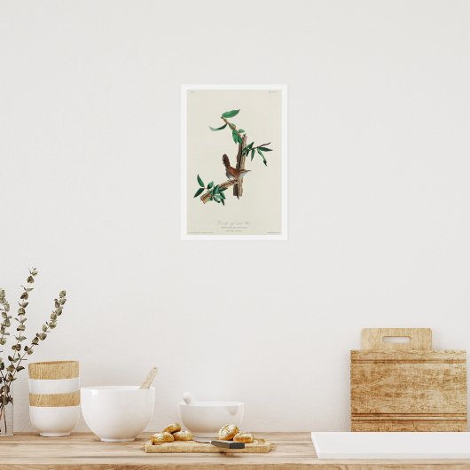 Bewick's Wren by Audubon Poster ポスター (キッチン)