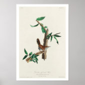 Bewick's Wren by Audubon Poster ポスター (正面)