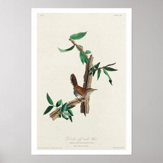 Bewick's Wren by Audubon Poster ポスター (正面)