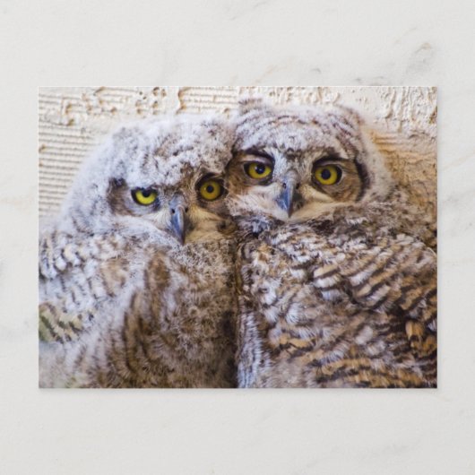 BFF - 最高の Friends Forever ポストカード (正面)