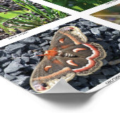 bfly_50_poster ポスター (角)