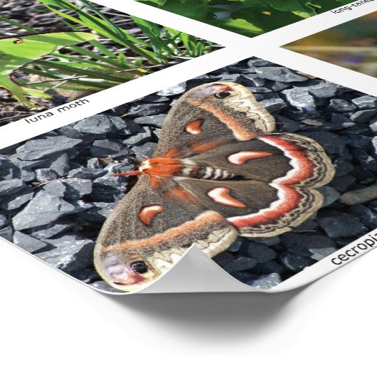 bfly_50_poster ポスター (角)