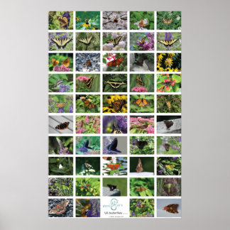 bfly_50_poster ポスター
