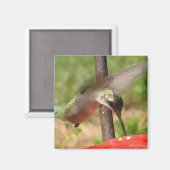 BG – ハミングバードマグネット マグネット (正面/裏面)