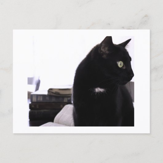 Bibles and Black Cat Postcard Print by JH Thornton ポストカード (正面)