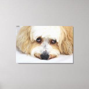 bichonのfrise犬のユーモアのあるなクローズアップ キャンバスプリント