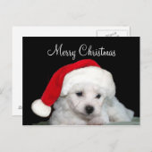 Bichon Friseのクリスマス シーズンポストカード (正面/裏面)