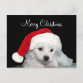 Bichon Friseのクリスマス シーズンポストカード (正面)