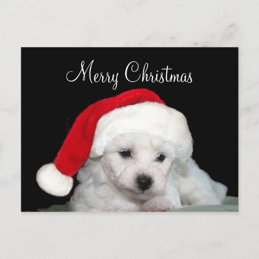 Bichon Friseのクリスマス シーズンポストカード (正面)