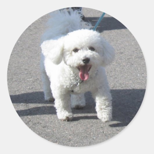 Bichon Friseのシールラウンド ラウンドシール (正面)