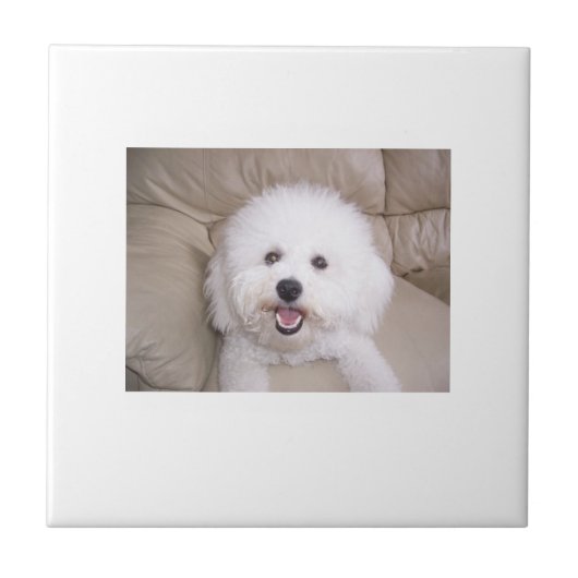 Bichon Friseのタイル タイル (正面)