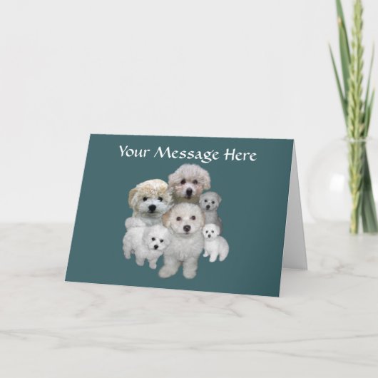 Bichon Friseの子犬の挨拶状 シーズンカード (正面)