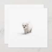 Bichon Friseの招待状 招待状 (正面/裏面)