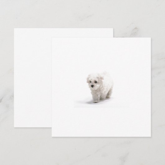 Bichon Friseの招待状 招待状 (正面/裏面)