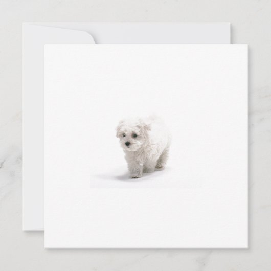 Bichon Friseの招待状 招待状 (正面)