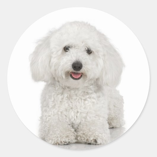 Bichon Friseシール ラウンドシール (正面)