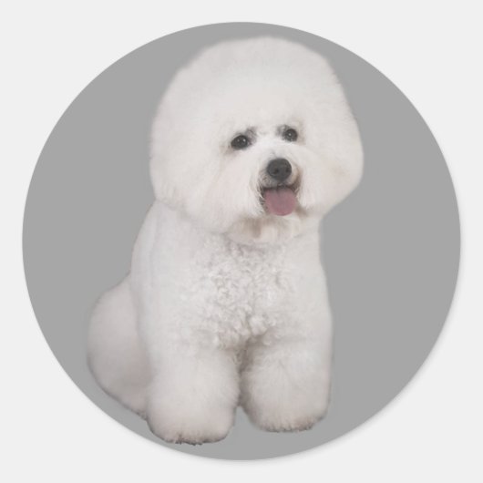 Bichon Friseステッ大切ク ラウンドシール (正面)