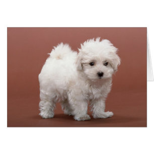 Bichon Friseパピースカード、郵便料金、ギフト