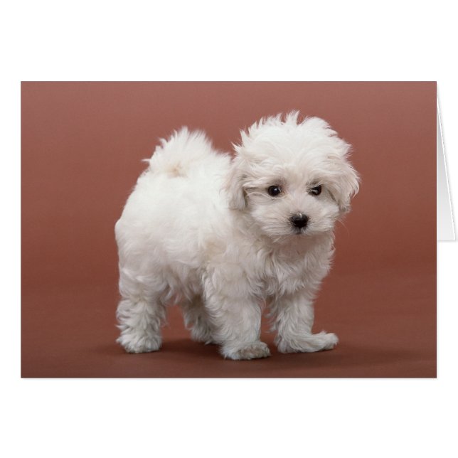 Bichon Friseパピースカード、郵便料金、ギフト (正面横)