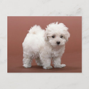 Bichon Friseパピースカード、郵便料金、ギフト ポストカード