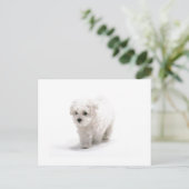 Bichon Friseフォトポストカード ポストカード (スタンド正面)
