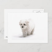 Bichon Friseフォトポストカード ポストカード (正面/裏面)