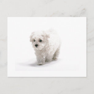 Bichon Friseフォトポストカード ポストカード