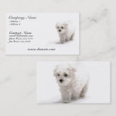 Bichon Frise犬の名刺 名刺 (正面/裏面)