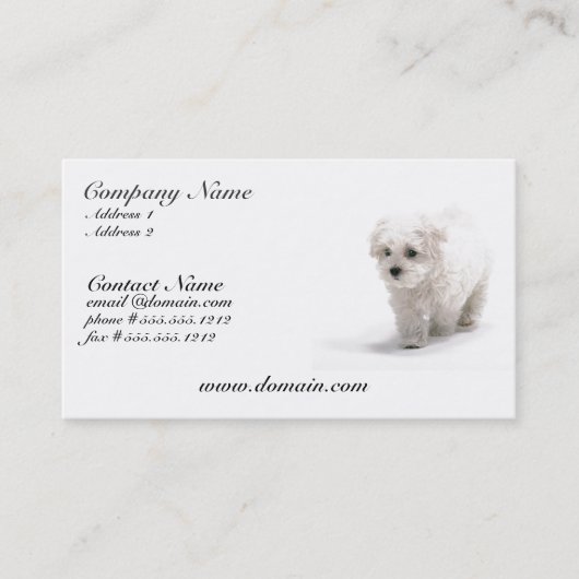 Bichon Frise犬の名刺 名刺 (正面)