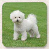 Bichon Frise コースター (正面)
