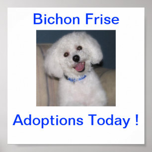 Bichon Frise Adoption Todayのサイン ポスター