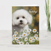 Bichon Frise Dog Birthday with Daisies カード (正面)