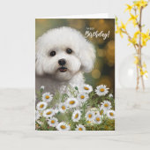 Bichon Frise Dog Birthday with Daisies カード (黄色い花)