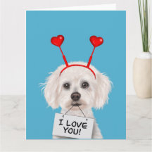 Bichon Frise "I Love You"バレンタイン