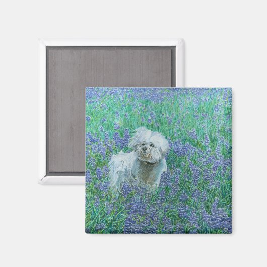 Bichon Frise in Bluebonnets マグネット (正面/裏面)