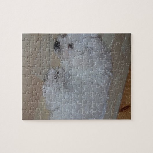 Bichon_Frise_puppy_sleeping ジグソーパズル (横)