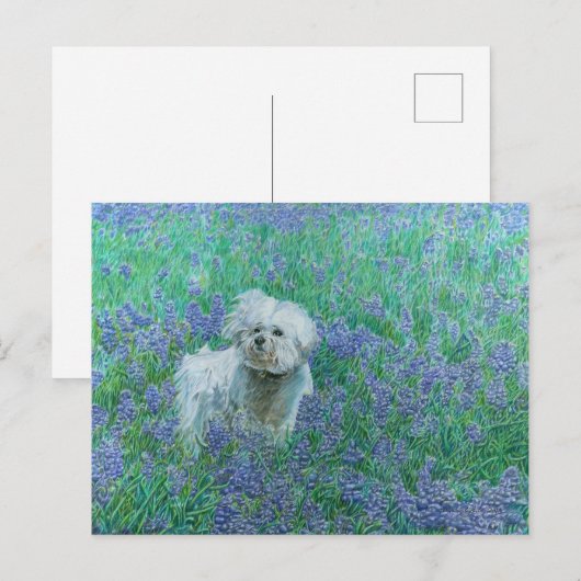 Bichon in the Blueonnetsはがき ポストカード (正面/裏面)