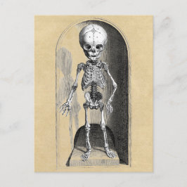 Bidloo医療イラストレーション（前部） ポストカード