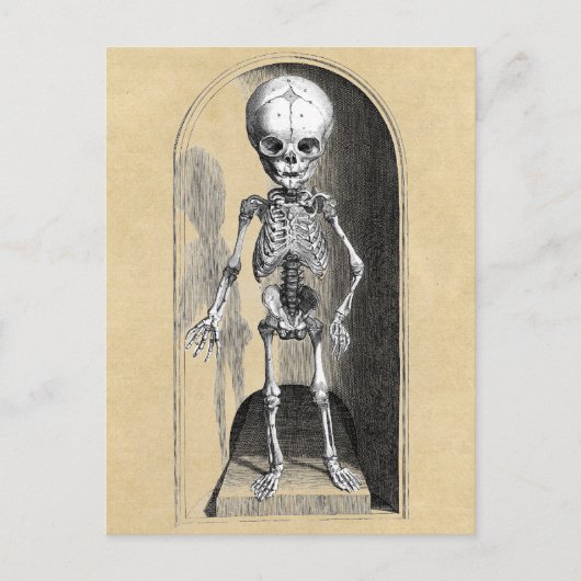 Bidloo医療イラストレーション（前部） ポストカード (正面)